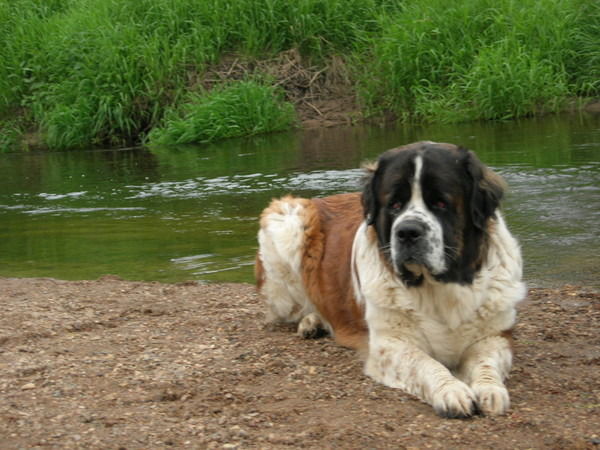 Антон Махрачев