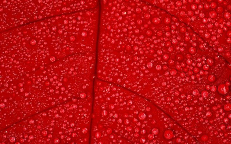 Ирина Абурамото