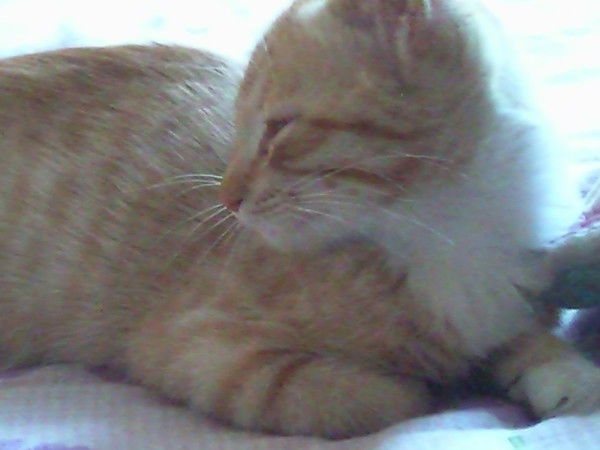 Николай Колье