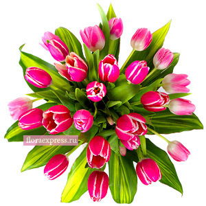 **салта** *****