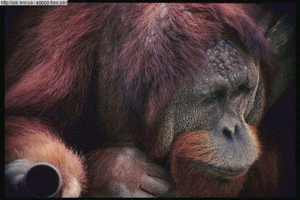 Саша Ковытев