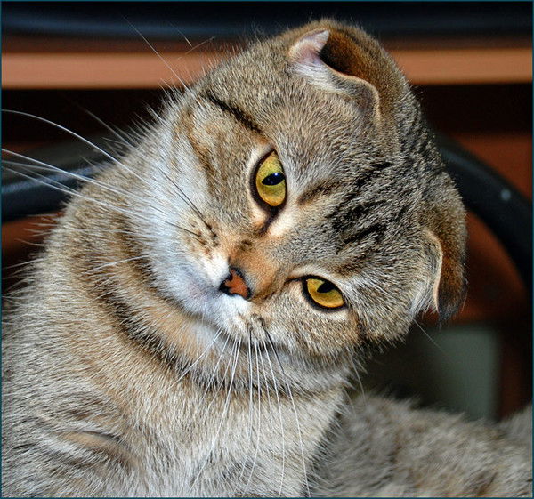 Елена Наборщикова