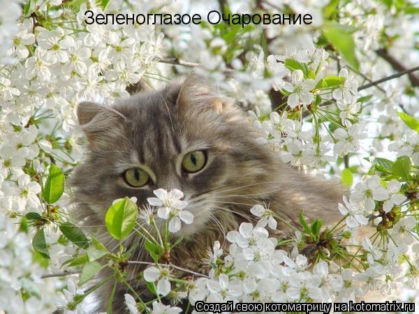 Елена Черненок