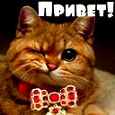 Вика Толочная