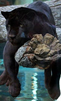 Светлана Жук