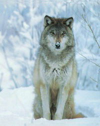 Ленар Ахунов