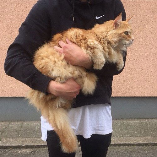 Кирилл Мироненко