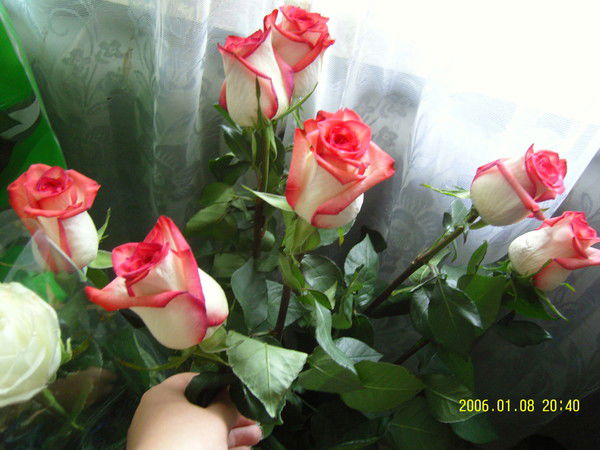 Елена Васильева