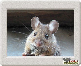 Мышка Серая