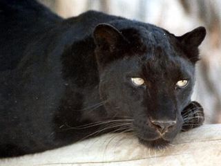 Светлана Соппа