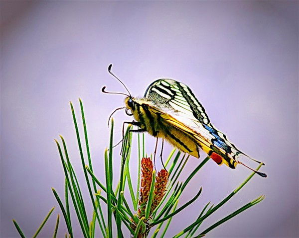 Зарема Орозбакова