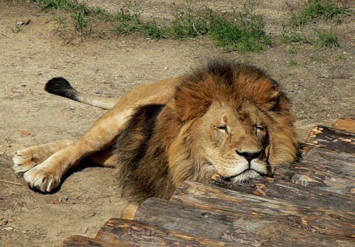 Наталья Власова