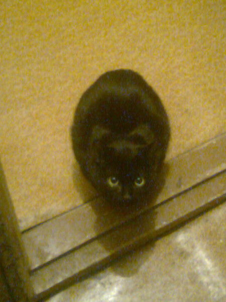 Мяут Коробкин