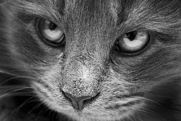 Злючка Злюковна