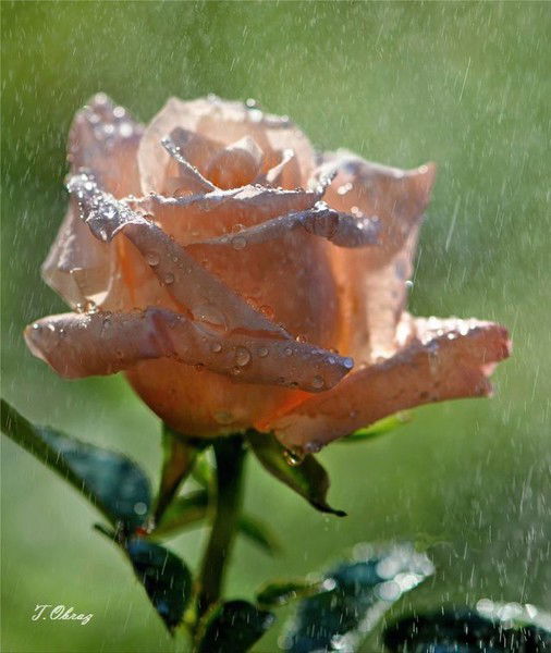 Татьяна Изотова