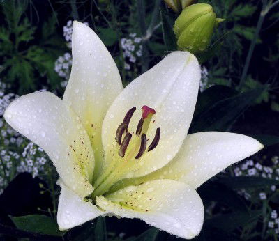 Марина Ашуркина