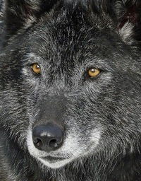 Константин Стефанов