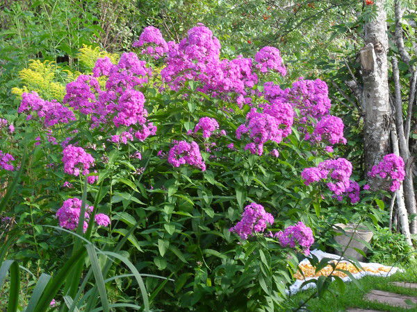 Елена Богданова