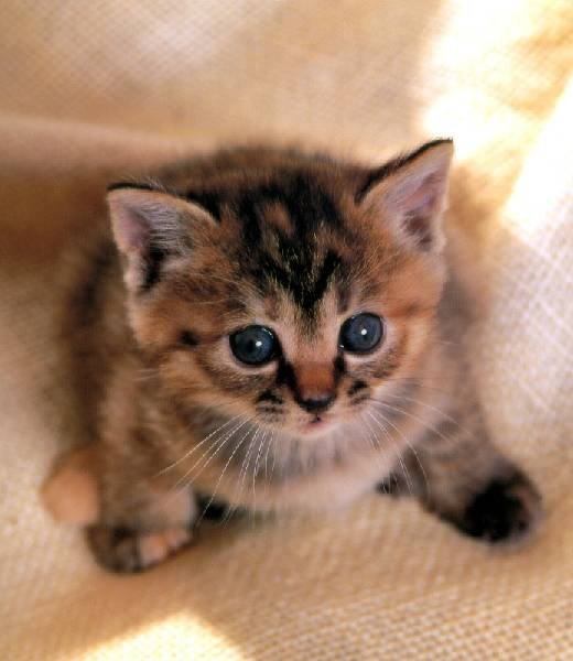 Светлана Кунина