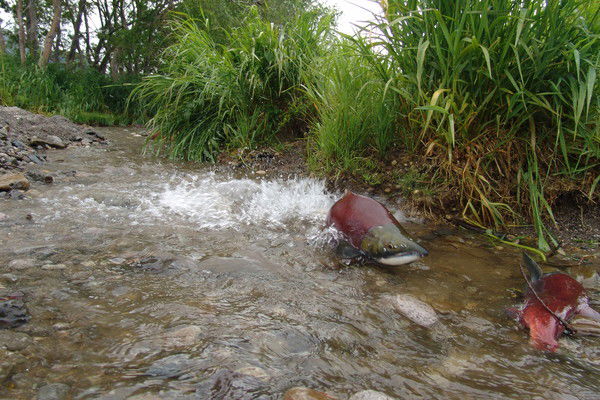 Алексей Алексей