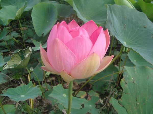 Мария Павлова