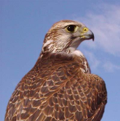 Евгений Мичкин