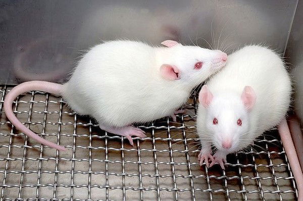 Мышь Я Мышь