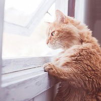 Гульназ Шагиева