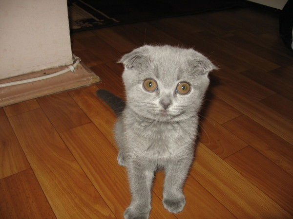 Катя Егулевская