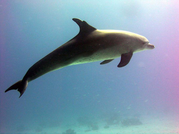 Сергей Пехтерев