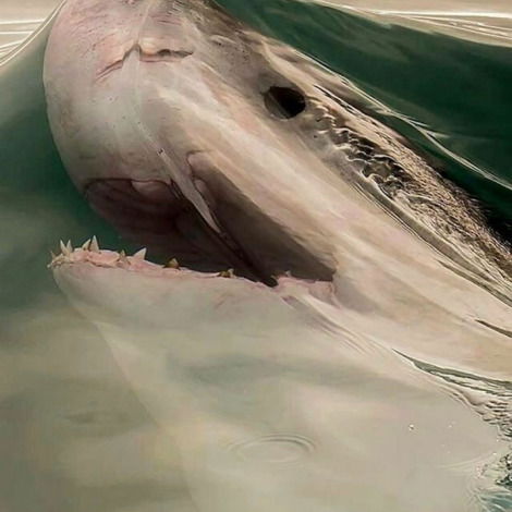 Евгений Махно