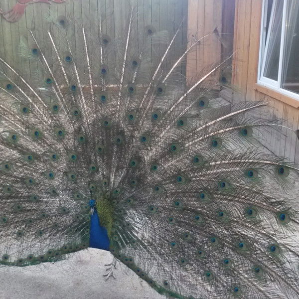 Иван Коляда