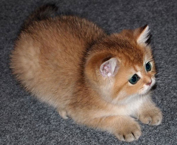 Елена Михасёнок