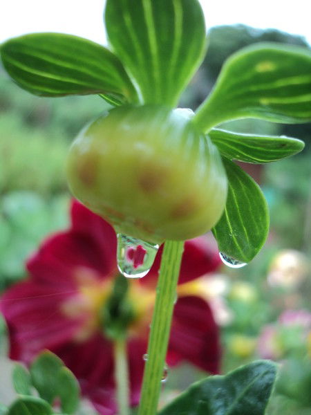 Мария Юрова