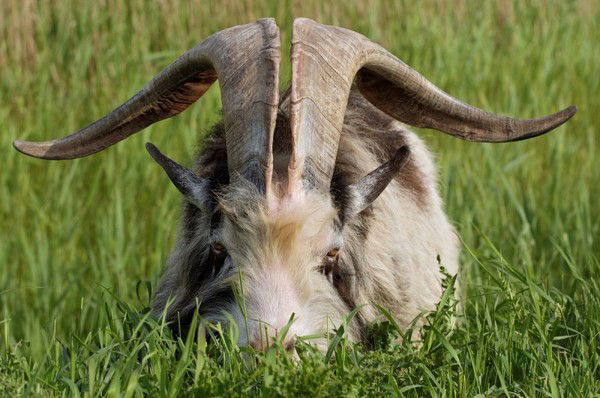 Михаил Посмиков