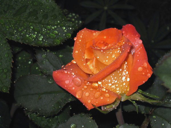 Татьяна Малинина