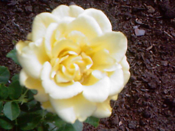 Марина Козлова