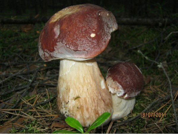 Александр Мелехов