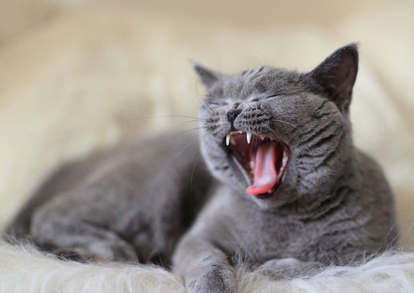 Евгений Лизнёв