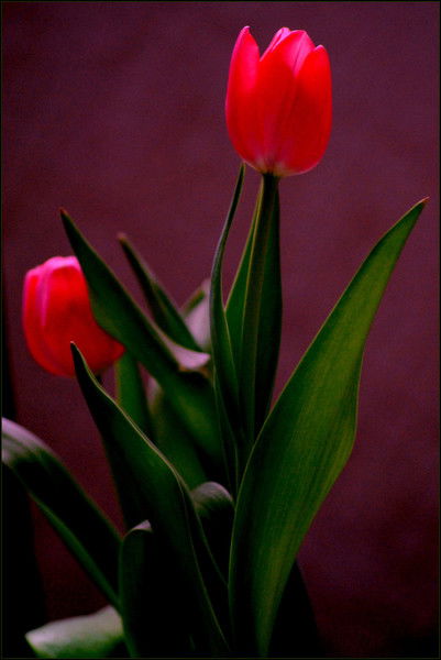 Жанна Искакова