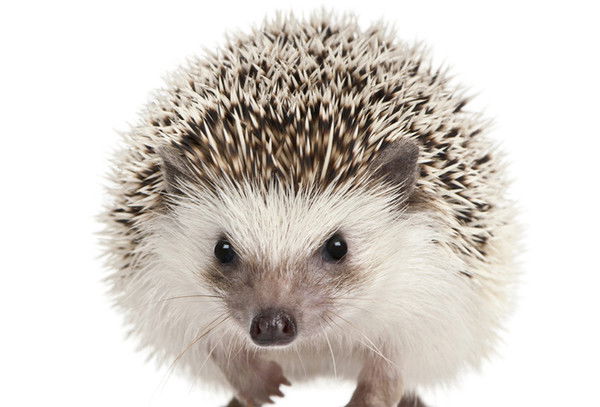 Люба Орлова