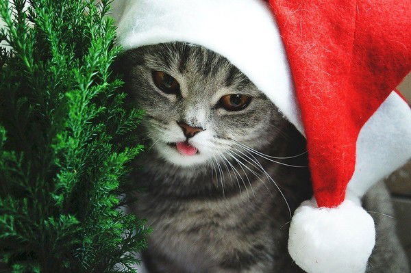 Наталия Петухова