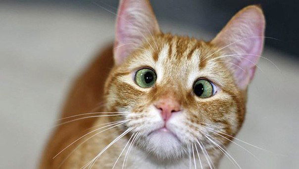 Андрей Волков