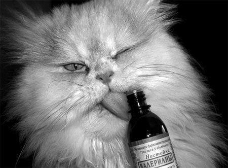 Игорь Шманов