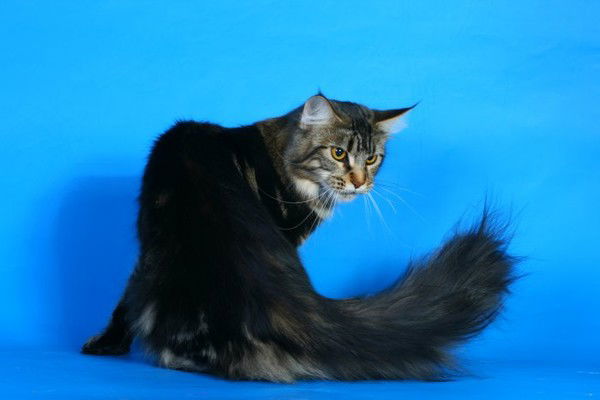 Елена Рыбакова