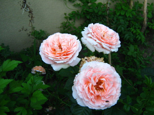 Екатерина ............