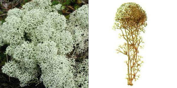 Лада Тетерина