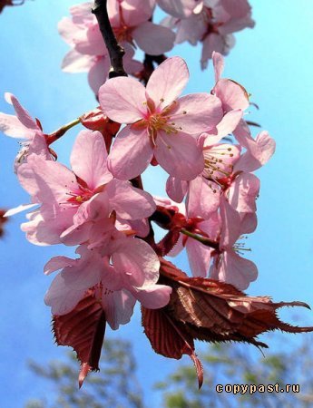 Ирина Пурченко