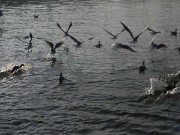 Анна Ковальчук