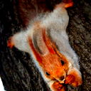 Squirrel Danilova